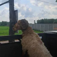 گوسفند