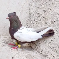 کفتر سینه ای شش دنگ