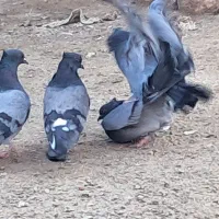 فروش یا معاوضه