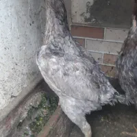 مرغ طوسی لاری عالی