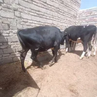 گوساله نر