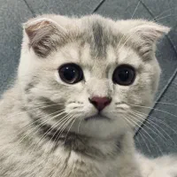 گربه