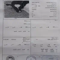 گاو هلشتاین شناسنامه دار بنیاد
