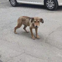 سگ صاحب داشته