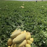 خربزه خاتونی شیرین .خوش رنگ