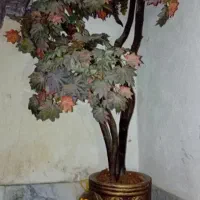 درختچه