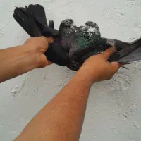 کبوتر پرشی دهنجور ۸ ساعته زاغ کله ماستی