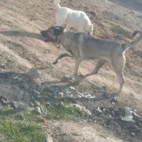 سگ پژدر|سگ|شیروان (خراسان), |دیوار