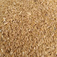 گندم|خوردنی و آشامیدنی|شراء, |دیوار