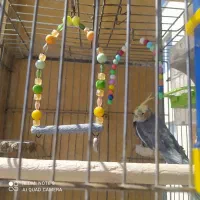 یک عدد عروس هلندی زیبا