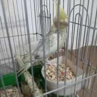 عروس هلندی