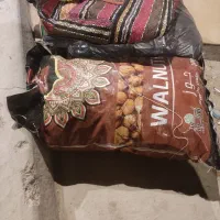گردو بلودان