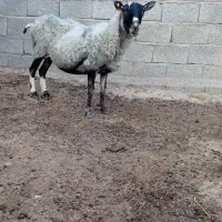 گوسفند رومانوف