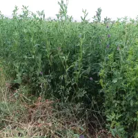 بذر یونجه