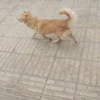 سگ پامر و اشپیتز نر