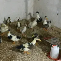 اردک|حیوانات مزرعه|باغستان, |دیوار
