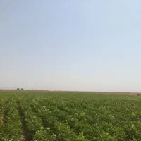 سیب زمینی بذری جلی۱۴۰۱