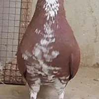 رنگی بهبونی