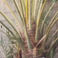 هوش نحل بسته میشود