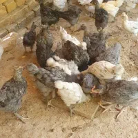 جوجه کاکلی  و تخم نطفه دار