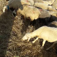 فروش بره ماده هم داشتی هم کشتی