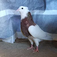کبوتر طوق سرخ و واکسی