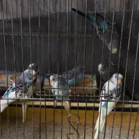 فروش مرغ عشق