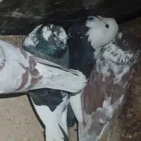 باخت رفته نر گرگی زیر پراش رنگه