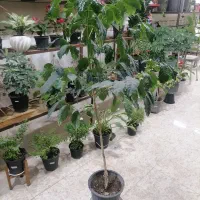 درخت قهوه و انواع گل و کاکتوس