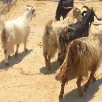 بز داستی