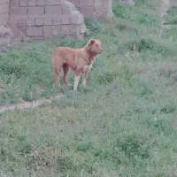 سگ گله ماده