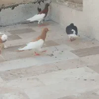 کبوتر