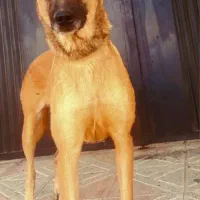 ماده مالینویز