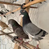 کبوتر ناب ناب