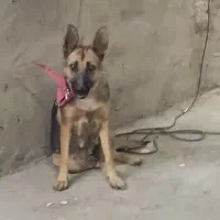 سگ ژرمن ماده نگهبان