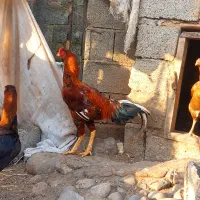 تخم نطفه دار