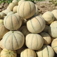 طالبی وملون درجه یک