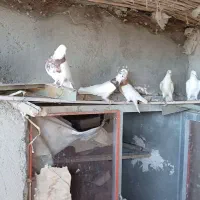 تعداد ۱۰ عدد کبوتر طوقی