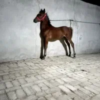 کری نریون وکری مادیون فقط سیاه
