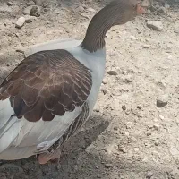 غاز ماده|حیوانات مزرعه|کازرون, |دیوار