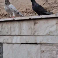 جفت سرور