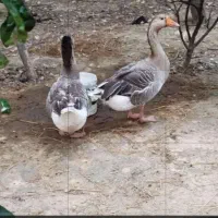 فروش غاز