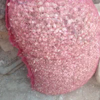 ۴تا توری  پیاز غده اصلی قطی