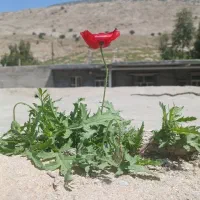 زمین تجاری روی جاده اصفهان