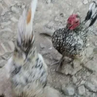 خروس منیاتوری