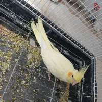 عروس هلندی