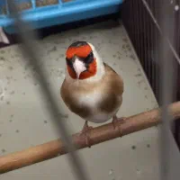 سهره مست