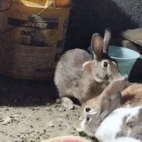 7تا‌خرگوش‌بزرگ‌وکوچک