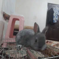 خرگوش لوپ