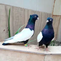 سینه سیاه